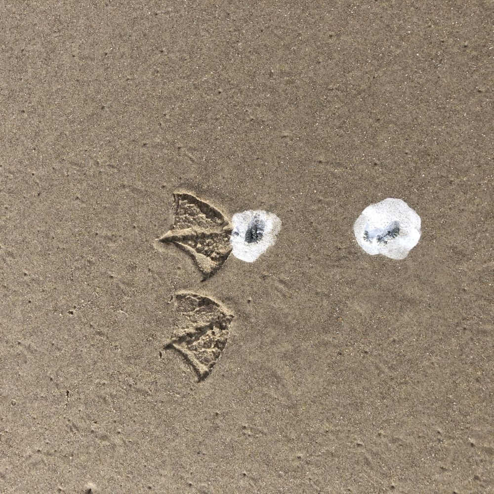 A seagull was here Ken Ritley