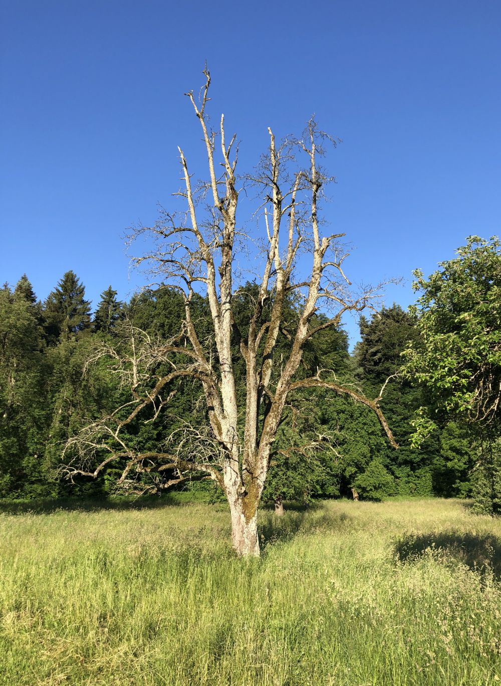 Dead standing tree Ken Ritley