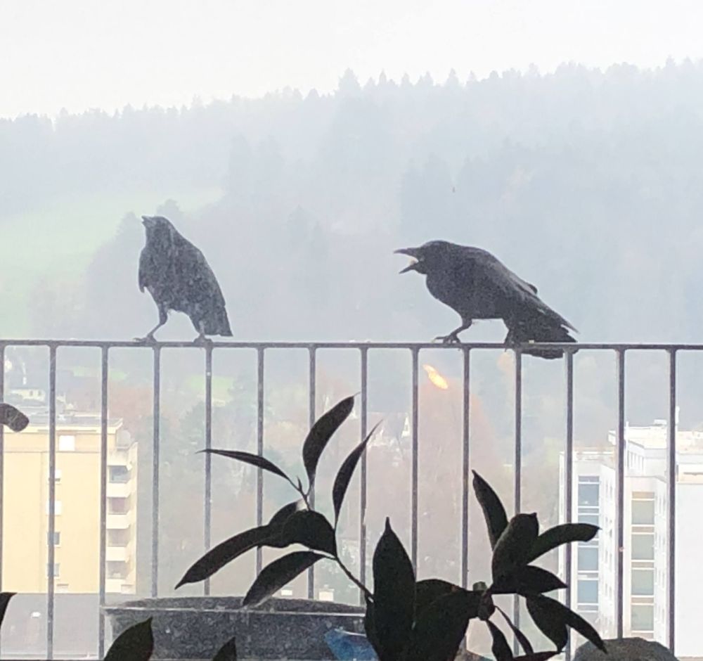 Swiss crows prefer Swiss cheese Ken Ritley