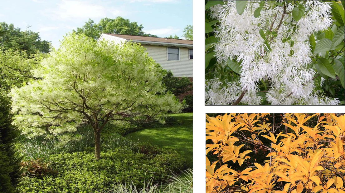 RHODE ISLAND TREE COUNCIL’S FLOWERING TREE SPOTLIGHT Rhode Island Tree Council