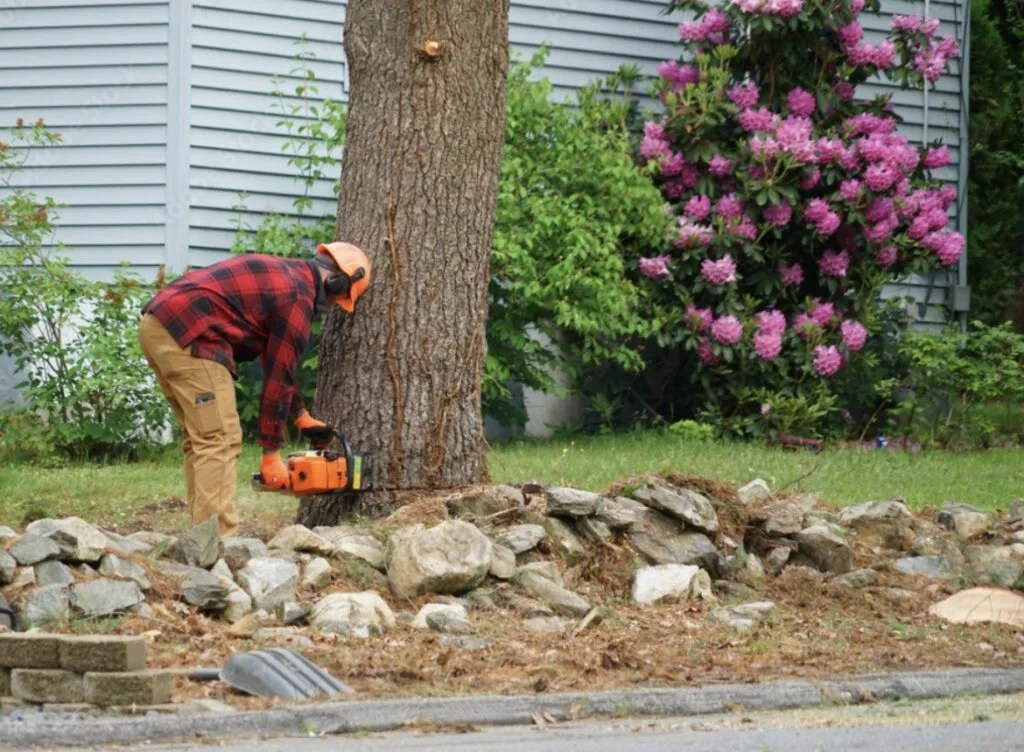 Tree Removal Costs In RI A Comprehensive Guide