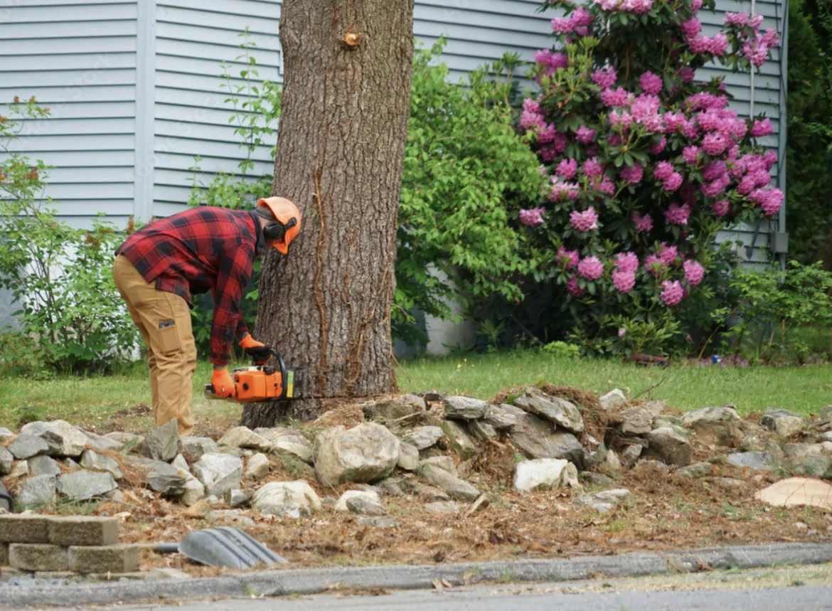 Tree Removal Costs In RI A Comprehensive Guide