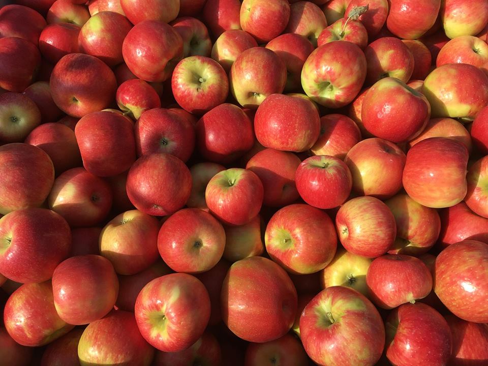 UPick Apples, Festivals, Honeycrisp, Pears and More! Rittman Orchards