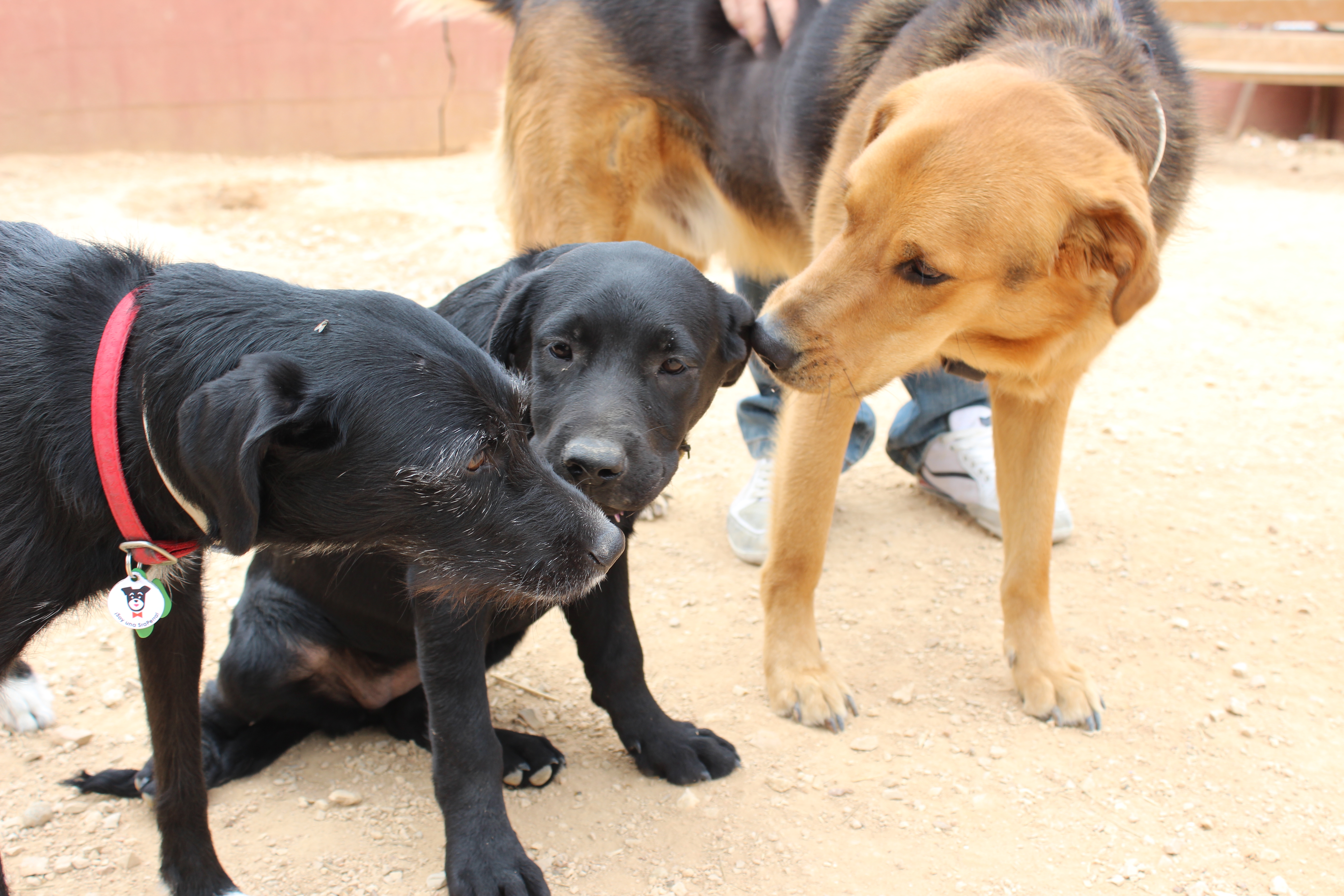 Rivanimal Encuentros caninos para adoptantes