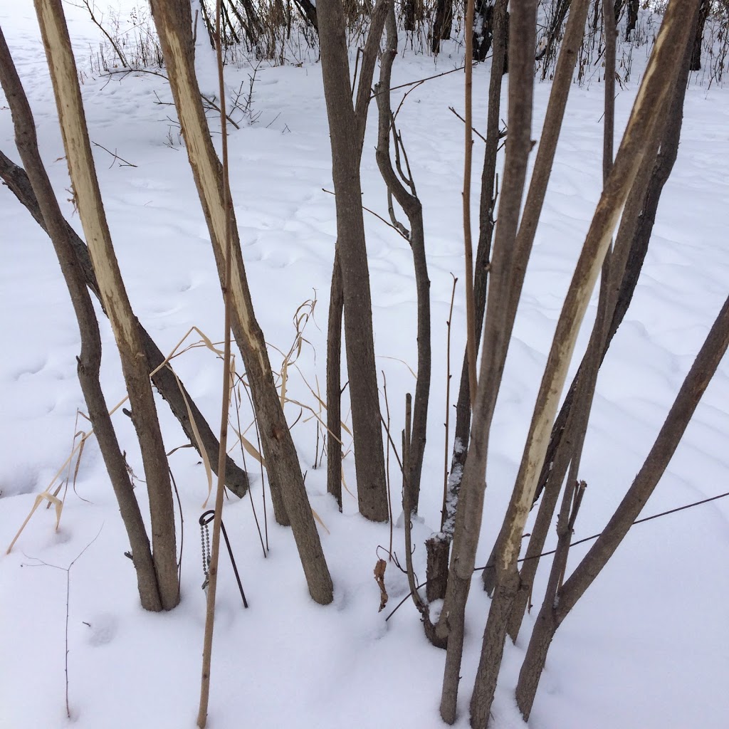 Winter 2017 & Deer Riverbend Hazelnuts