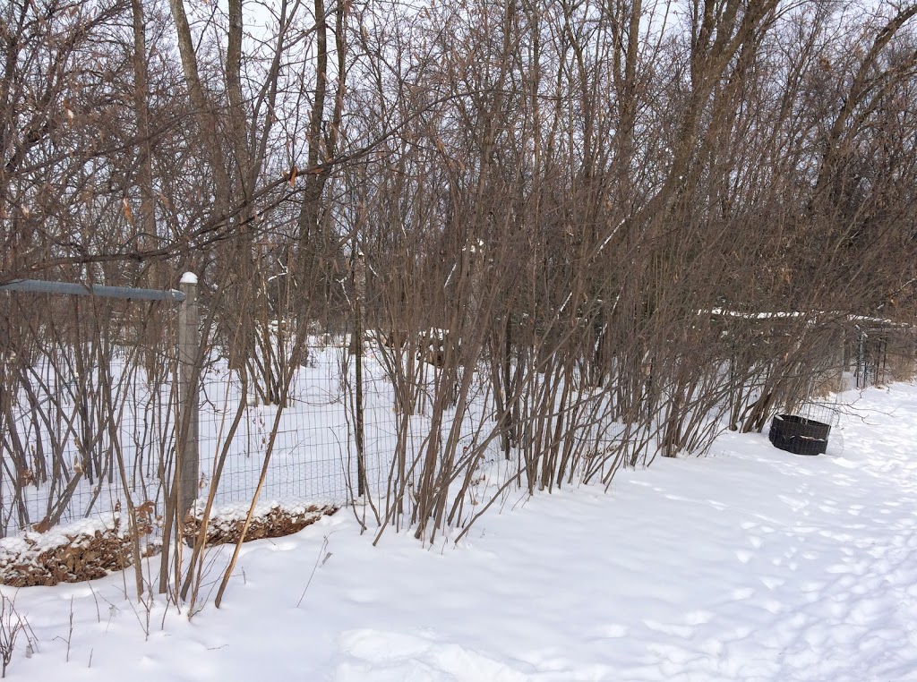 Winter 2017 & Deer Riverbend Hazelnuts