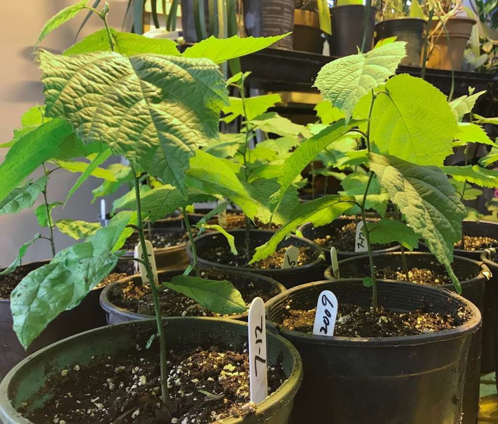 2019Growing Hazelnuts Riverbend Hazelnuts