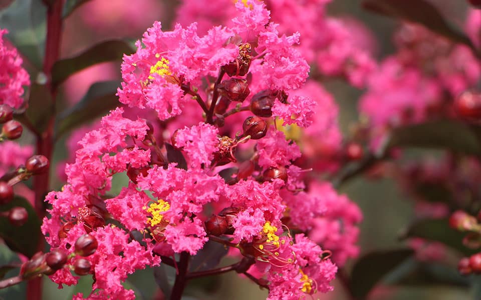Best Trees to Plant for Spring Flowers in Northern VA Riverbend