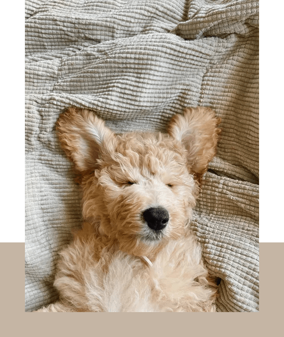 Dog Breeder in Montgomery County, VA Riverbluff Retrievers