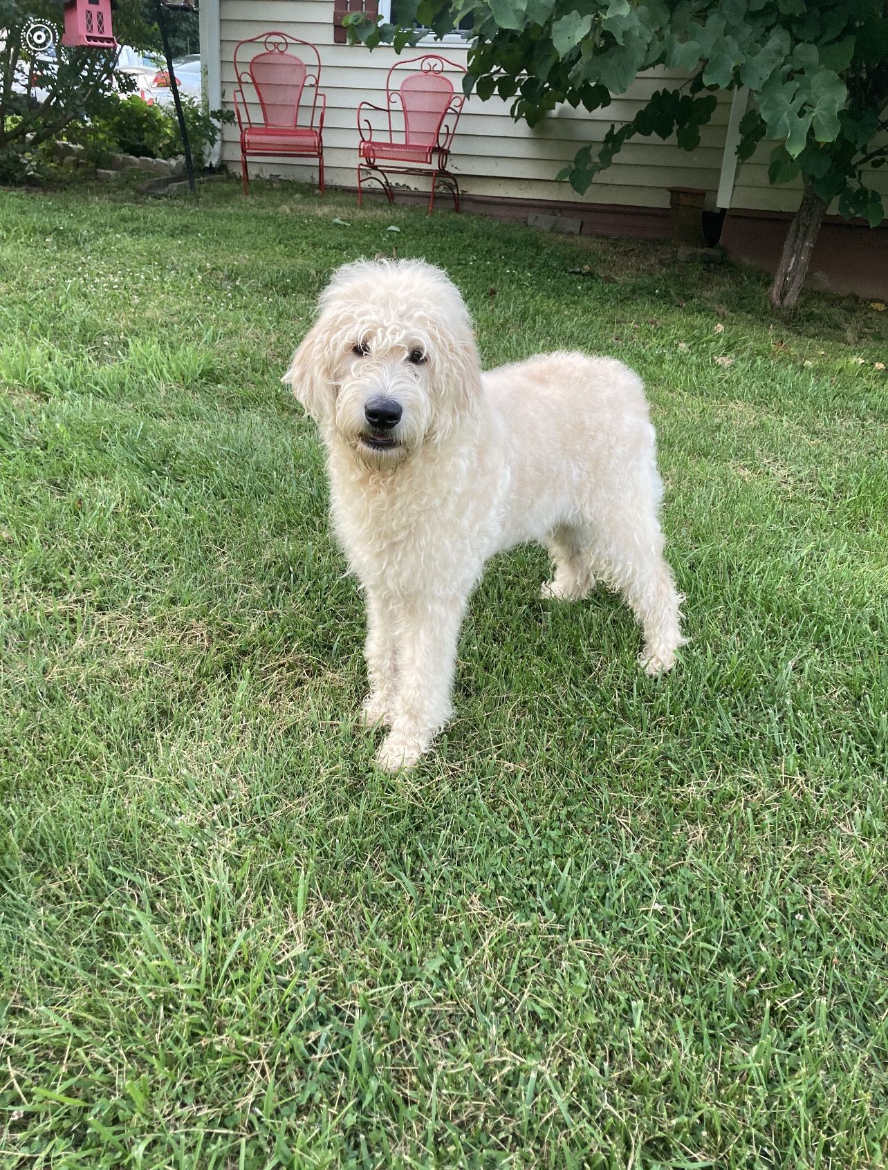 Adult and Puppy Training Tips Riverbluff Retrievers in Radford, VA