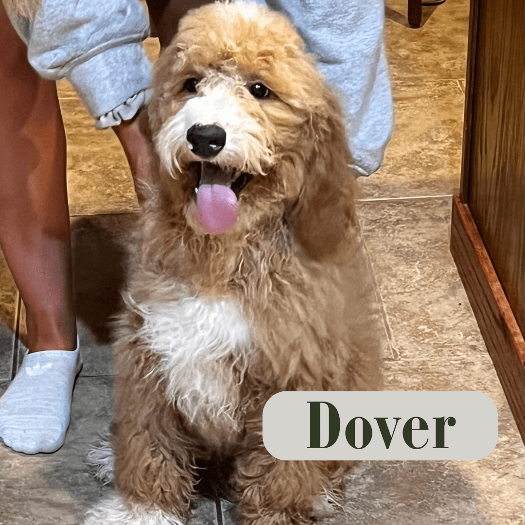 Golden Doodle Puppies for Sale in Radford, VA Riverbluff Retrievers