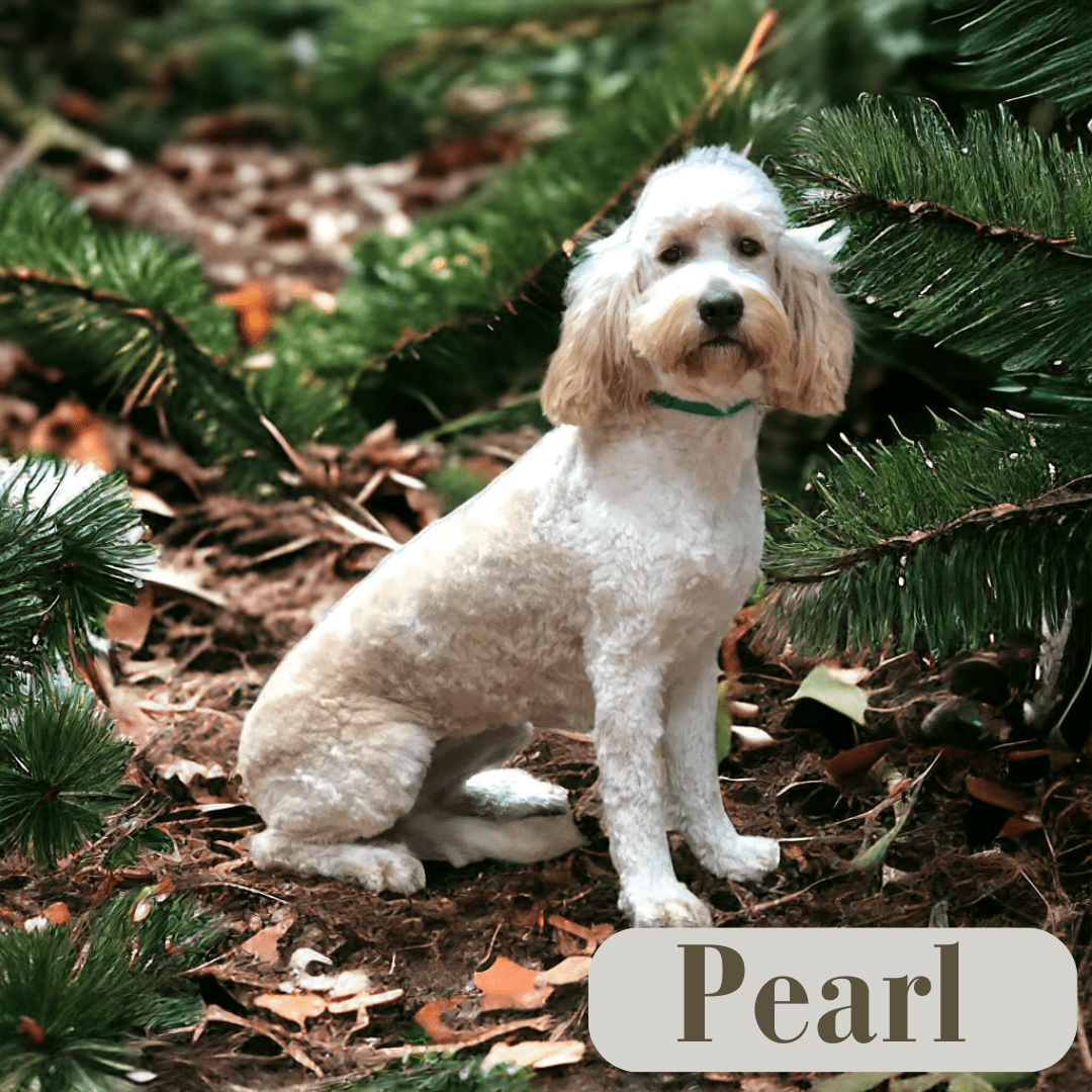 Golden Doodle Puppies for Sale in Radford, VA Riverbluff Retrievers