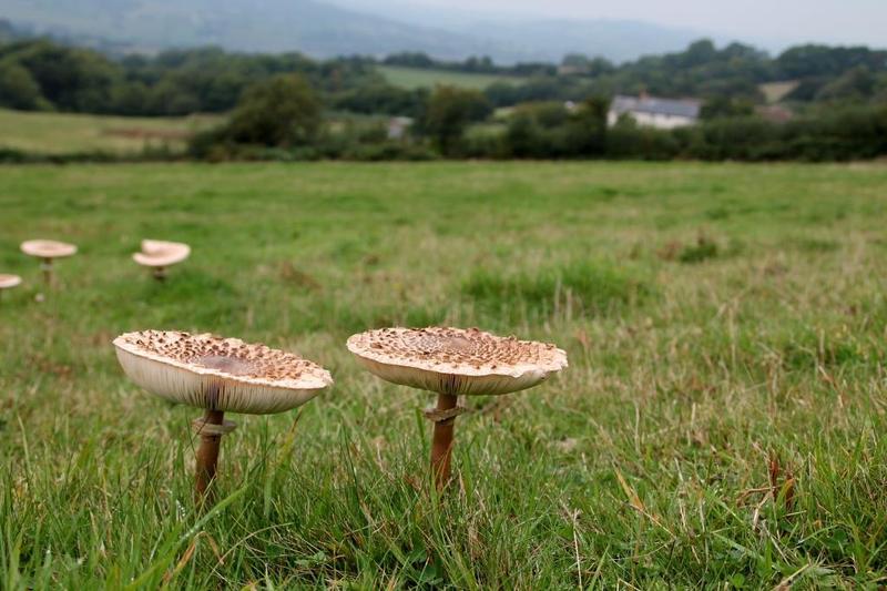 Mushroom Foraging Foraging courses River Cottage