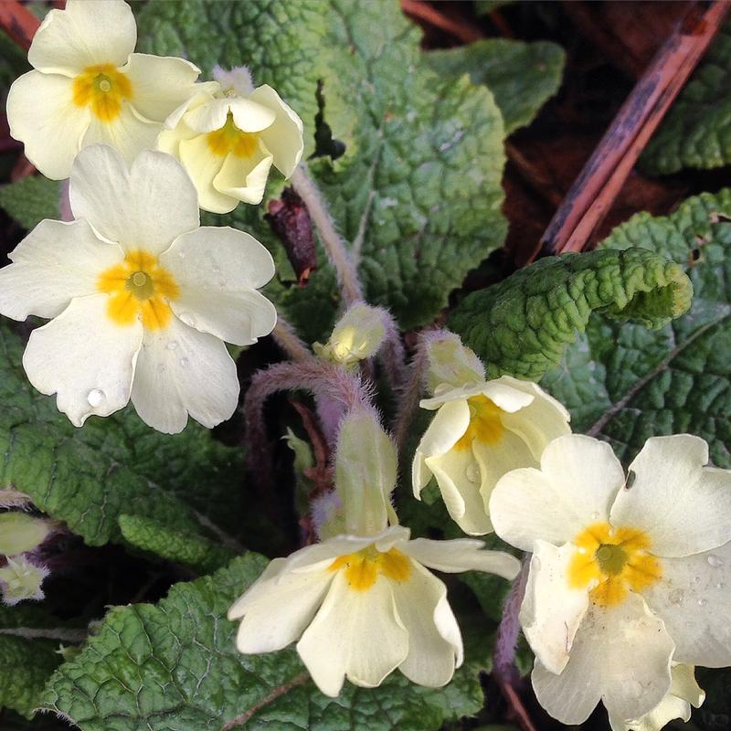 Crystallised flowers River Cottage