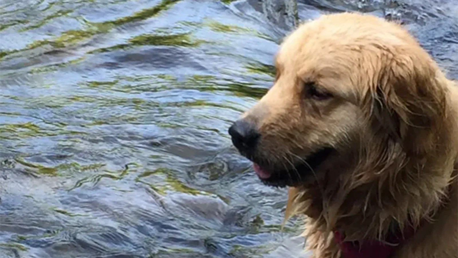 About Us River Dog Bakery