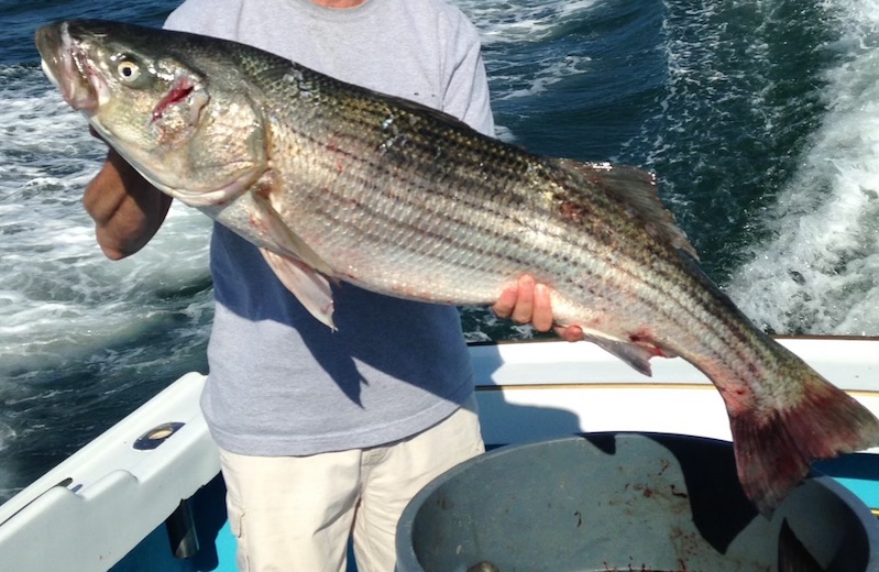 Orange County Va Hs 2023 Fishing Show Striped Bass Fishery Managment Plan Draft Amendment Released For Public Comment - Riverheadlocal