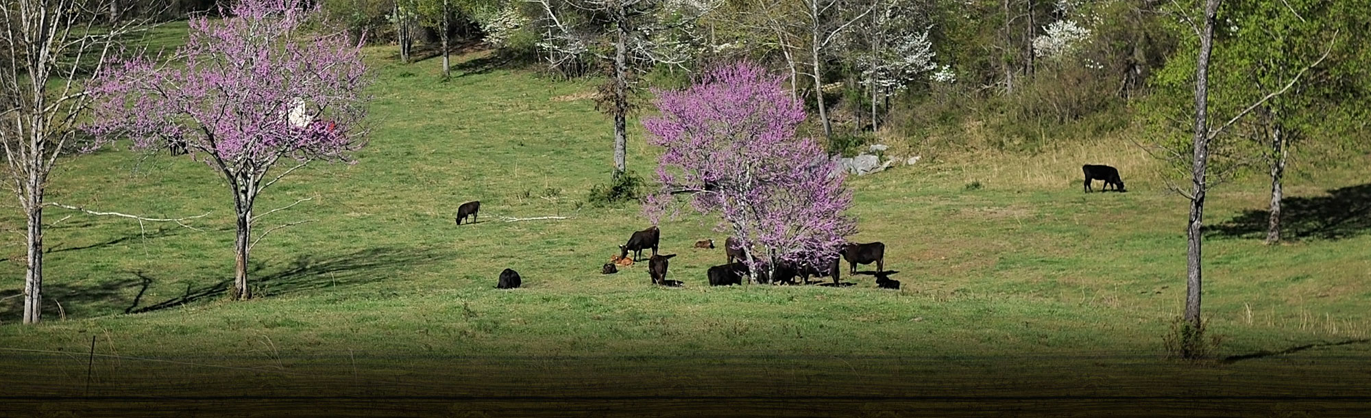 innerbg4 River Jordan FarmRiver Jordan Farm