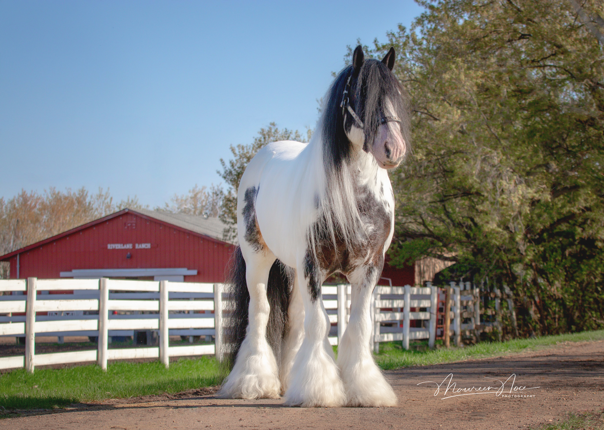 Stallions River Lane Ranch