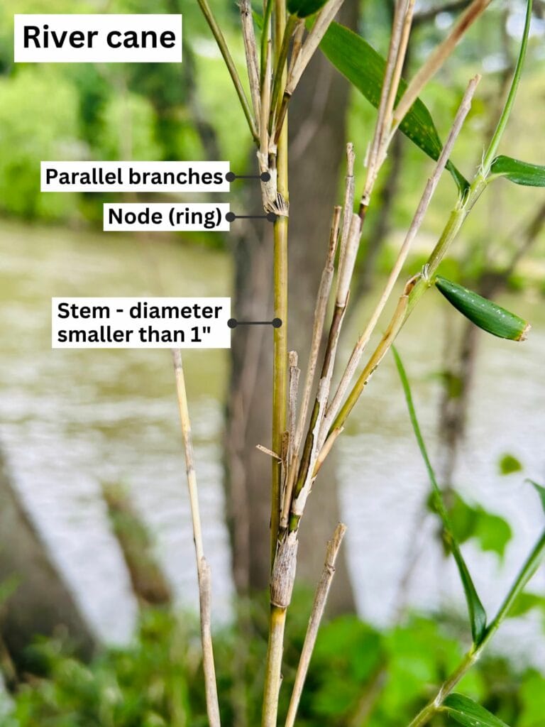 River Cane Key to Restoring a Signature Mountain Ecosystem Riverlink