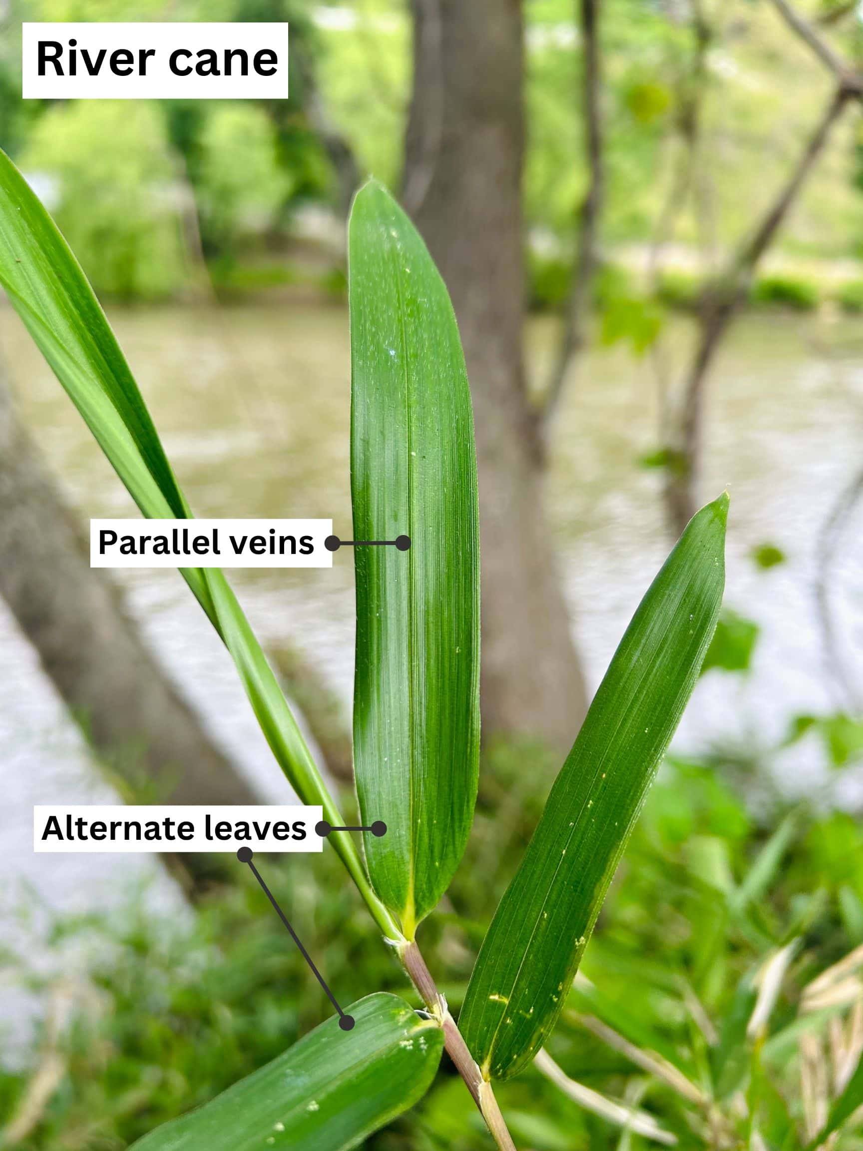 River Cane Key to Restoring a Signature Mountain Ecosystem Riverlink