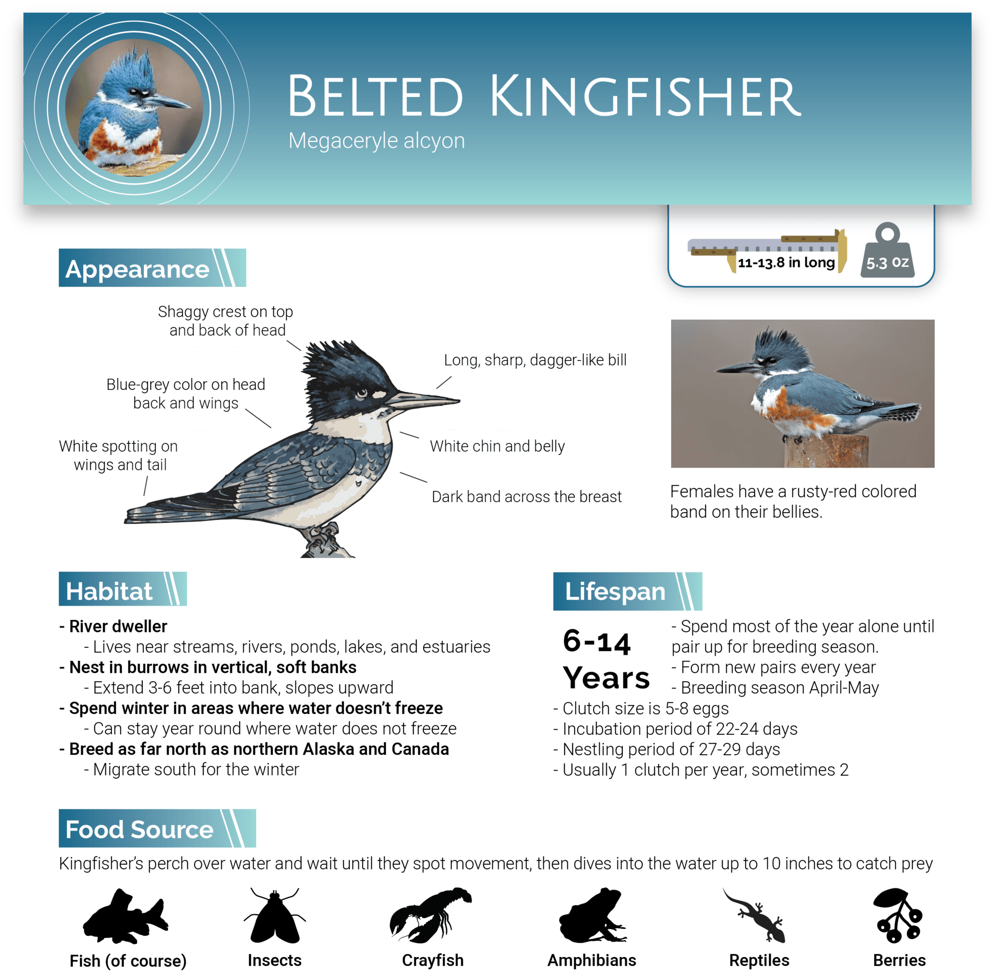 Deep Dive Get to Know the Kingfisher Riverlink