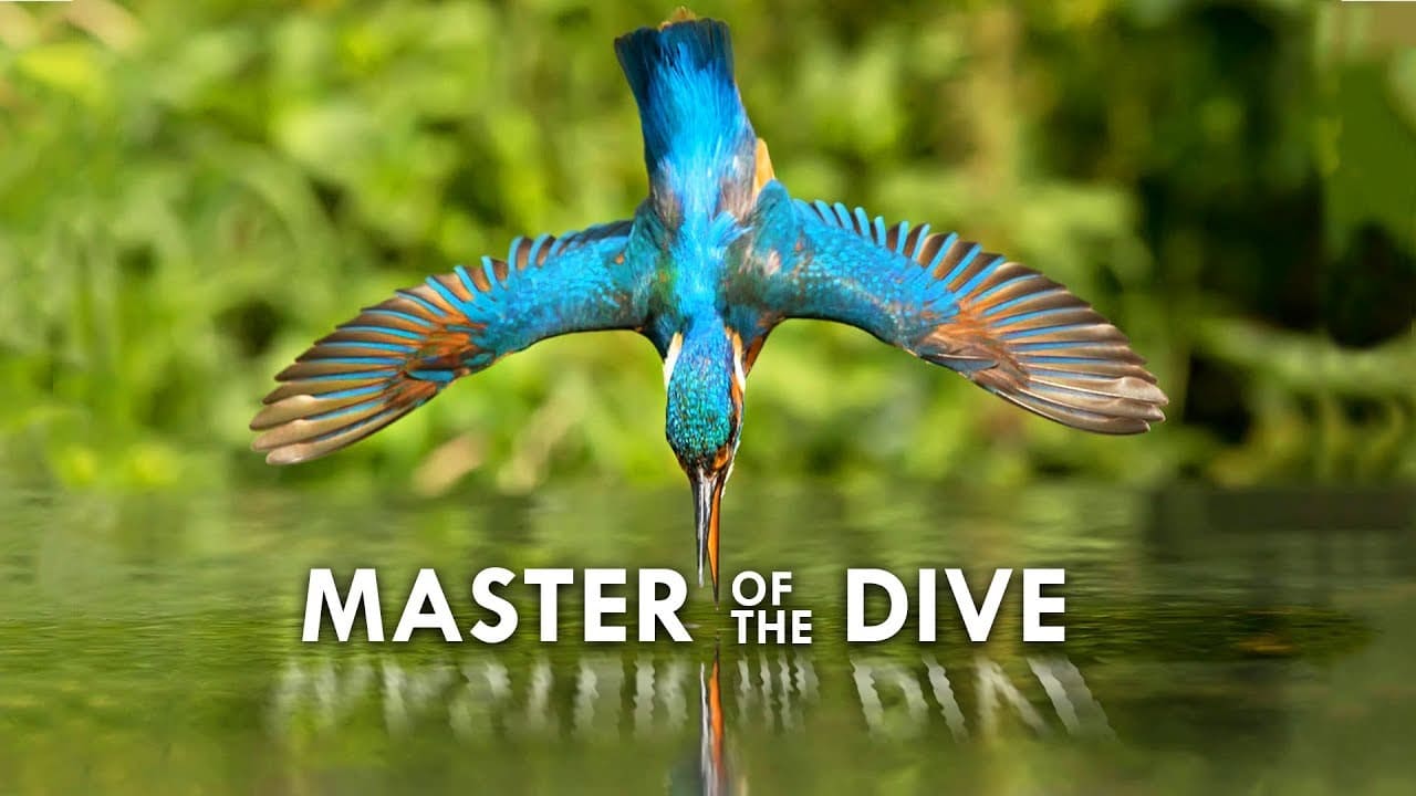 Deep Dive Get to Know the Kingfisher Riverlink