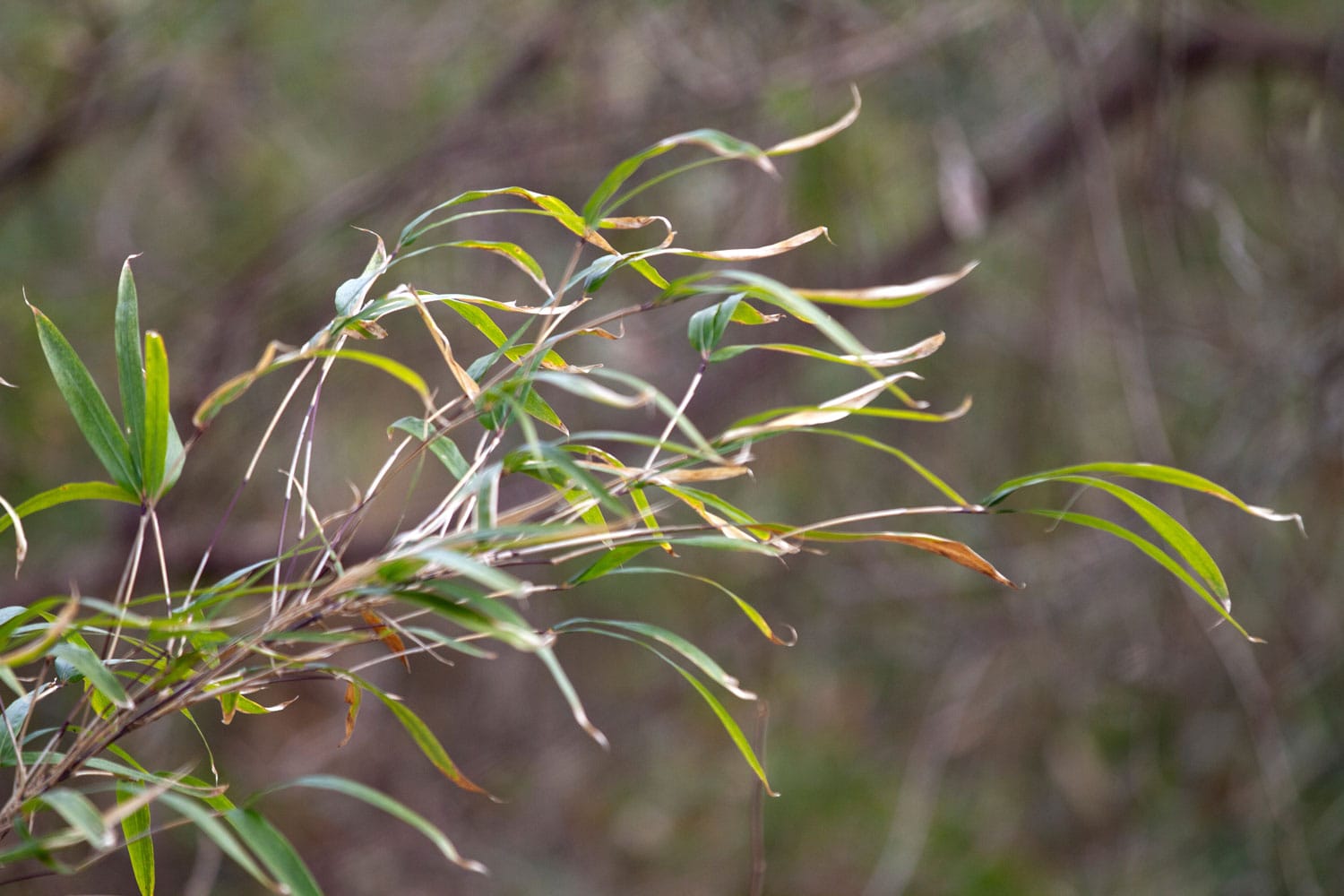 River Cane Key to Restoring a Signature Mountain Ecosystem Riverlink