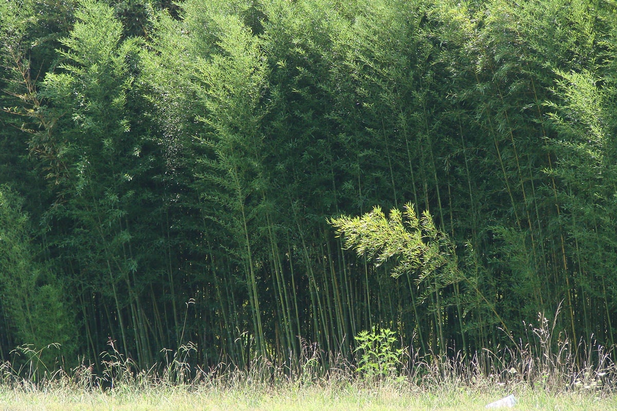 River Cane Key to Restoring a Signature Mountain Ecosystem Riverlink