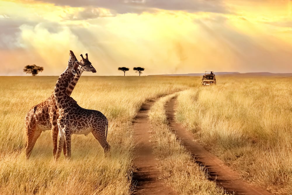 SAFARI - River Oaks Travel Agency