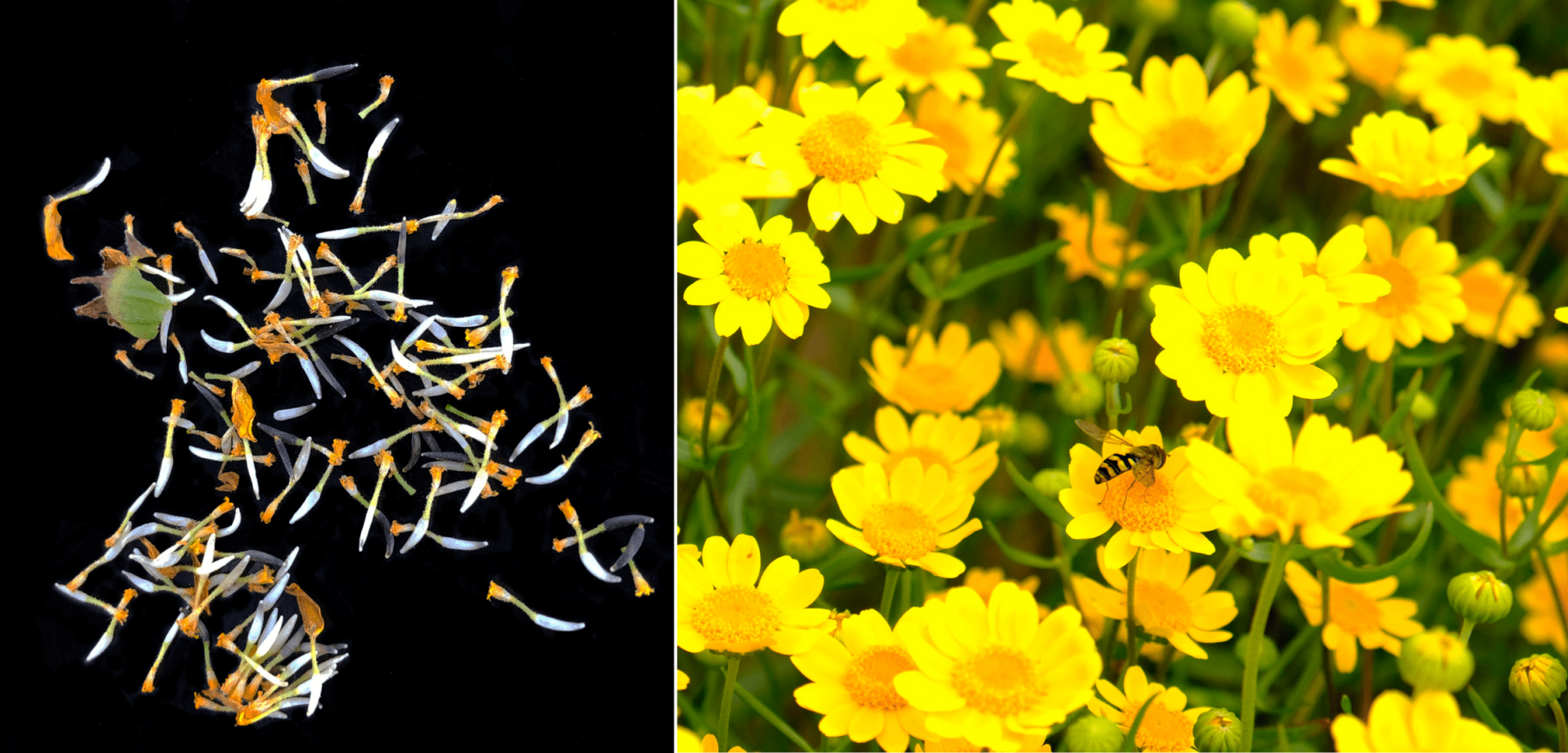 Breaking the Bottleneck of Native Seed Supply River Partners