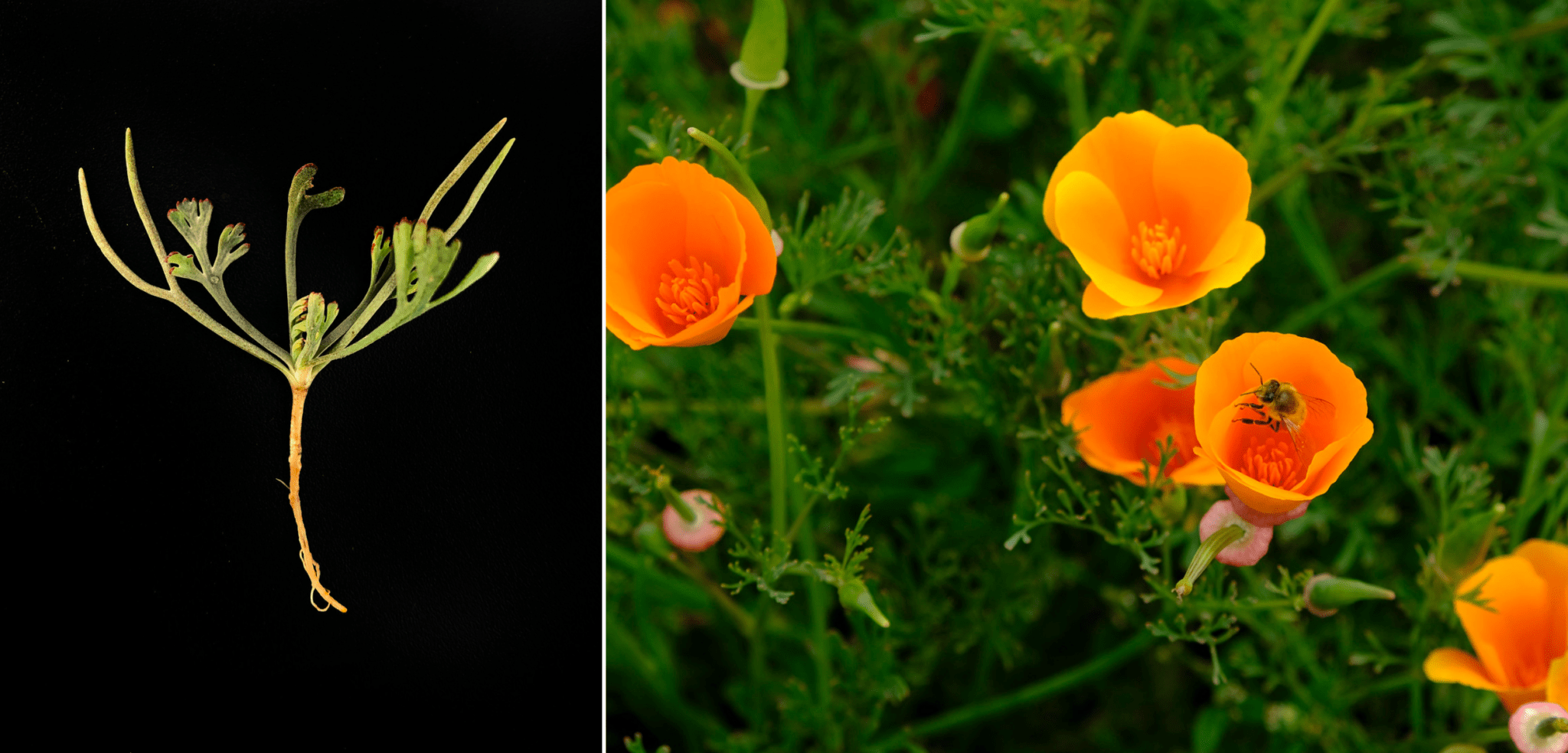 Breaking the Bottleneck of Native Seed Supply River Partners