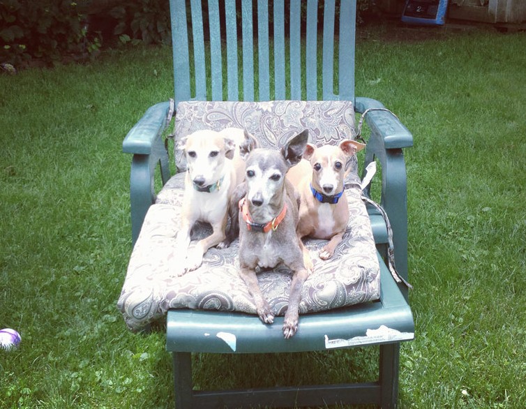 River Run Pet Sitters LLC — Providing professional dog walking & pet