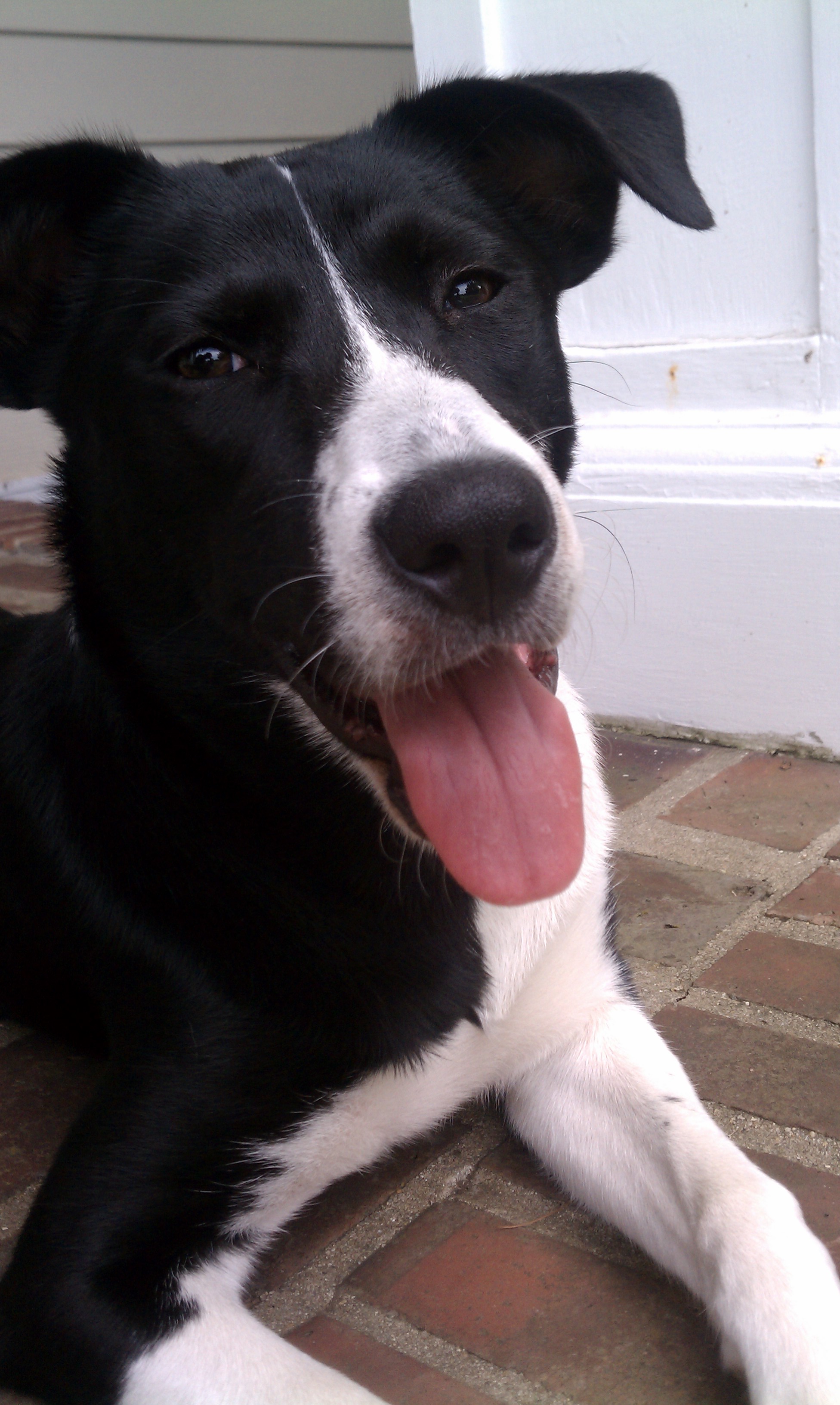 River Run Pet Sitters LLC Photo Gallery