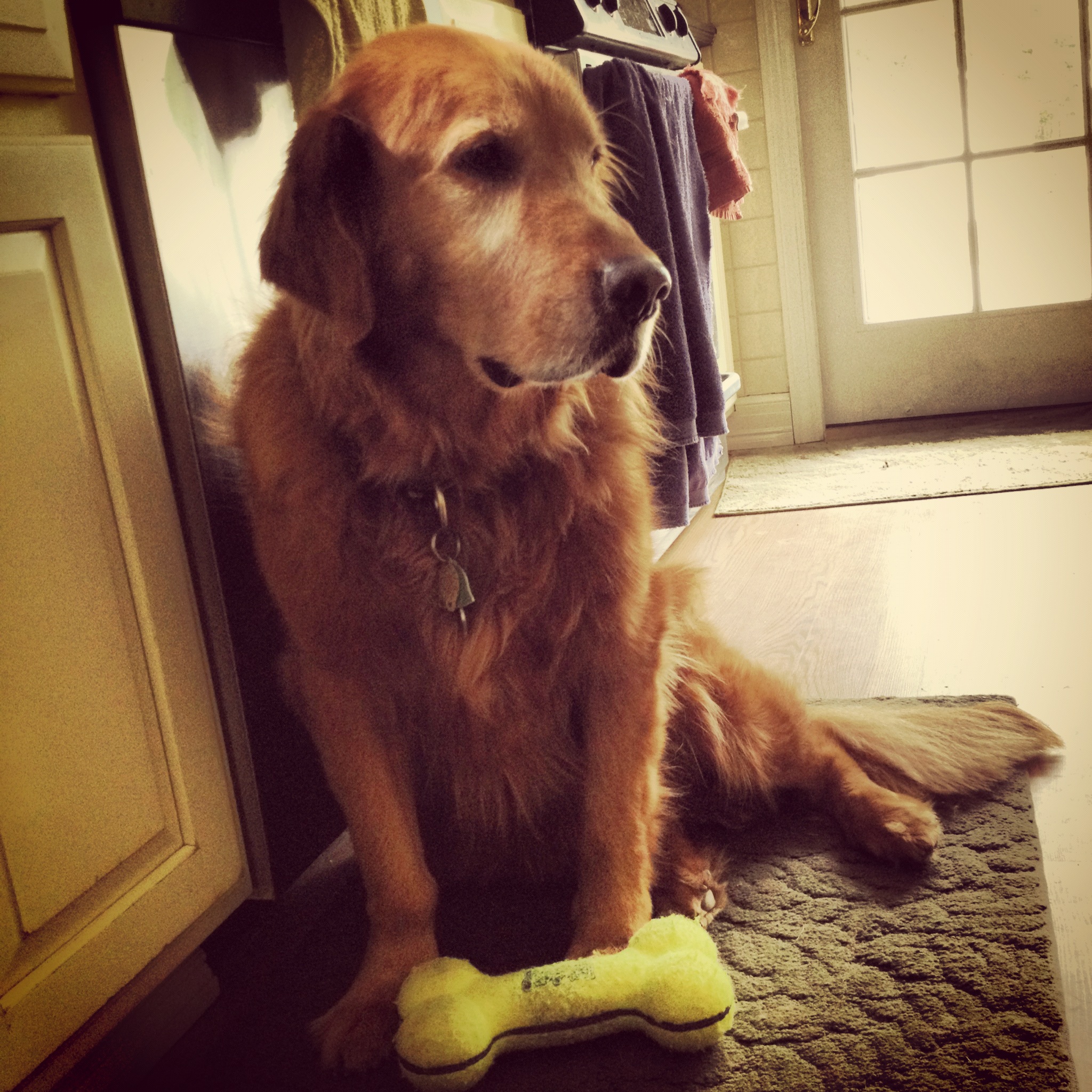 River Run Pet Sitters LLC Photo Gallery