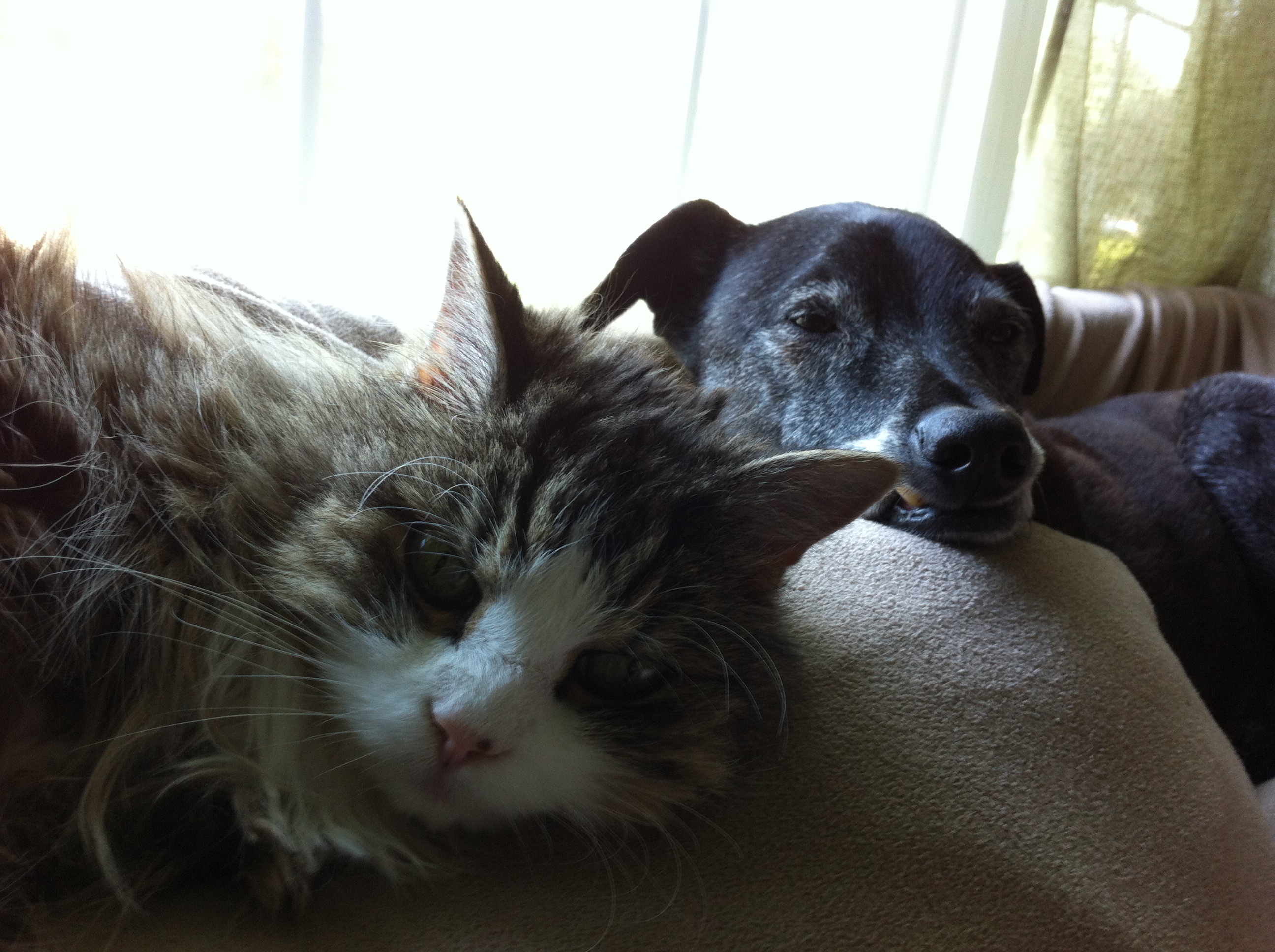 River Run Pet Sitters LLC Photo Gallery