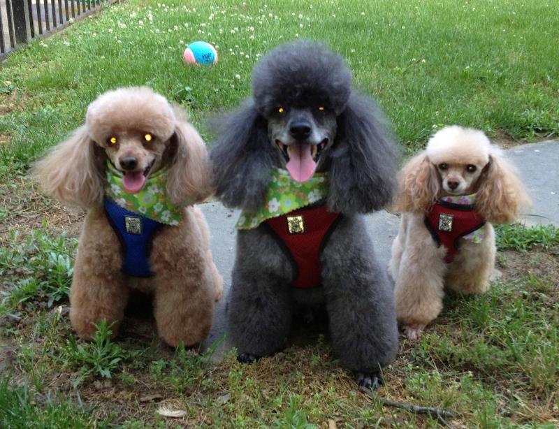 River Run Pet Sitters LLC — Providing professional dog walking & pet