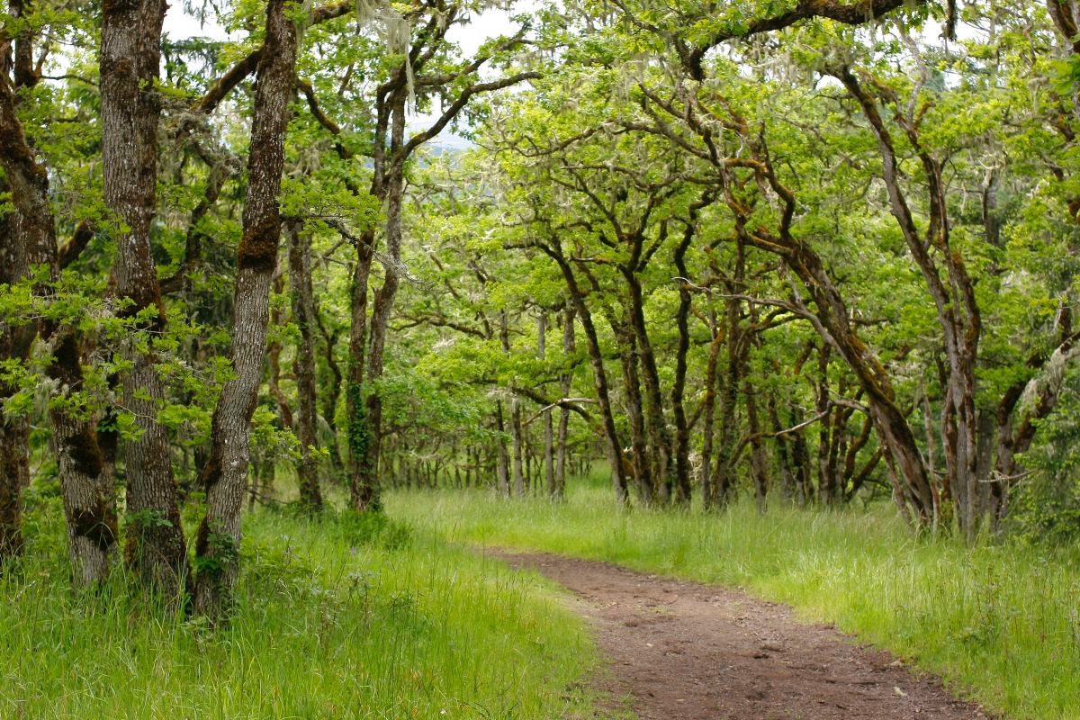 Willamette Valley Oaks Yesterday and Today Rivers to Ridges