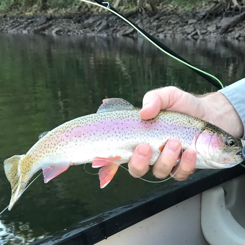 Fly Fishing the Cumberland River Upstate Wire