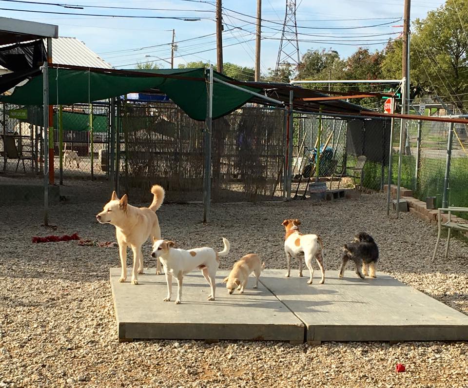 Photo Gallery Riverside Kennel Fort Worth, TX