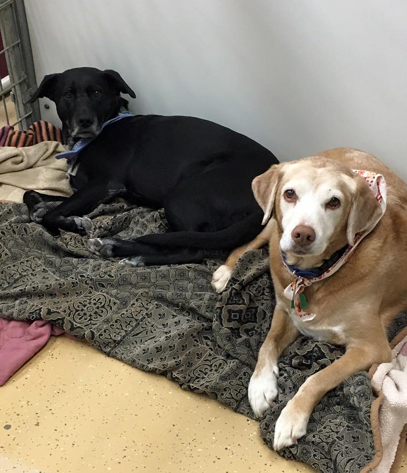 Photo Gallery Riverside Kennel Fort Worth, TX