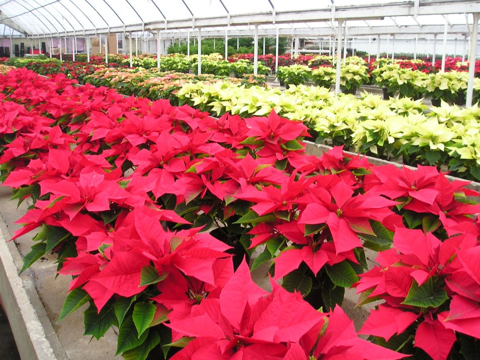 Greenhouse Riverside by Reynebeau Floral