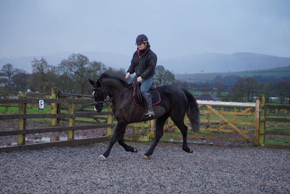 Horses Riverside Horse Sales
