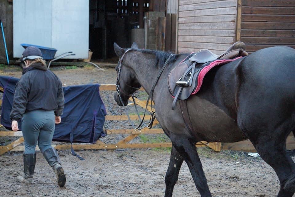 Horses Riverside Horse Sales