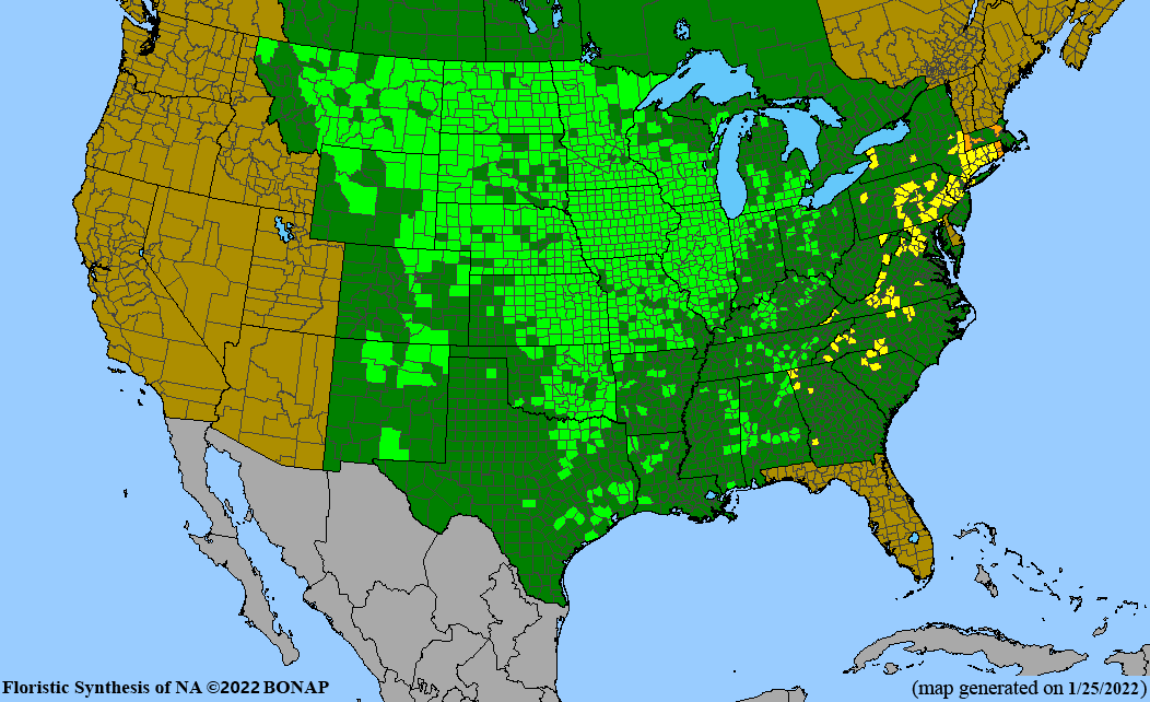 Stiff Goldenrod Riverside Native Perennials