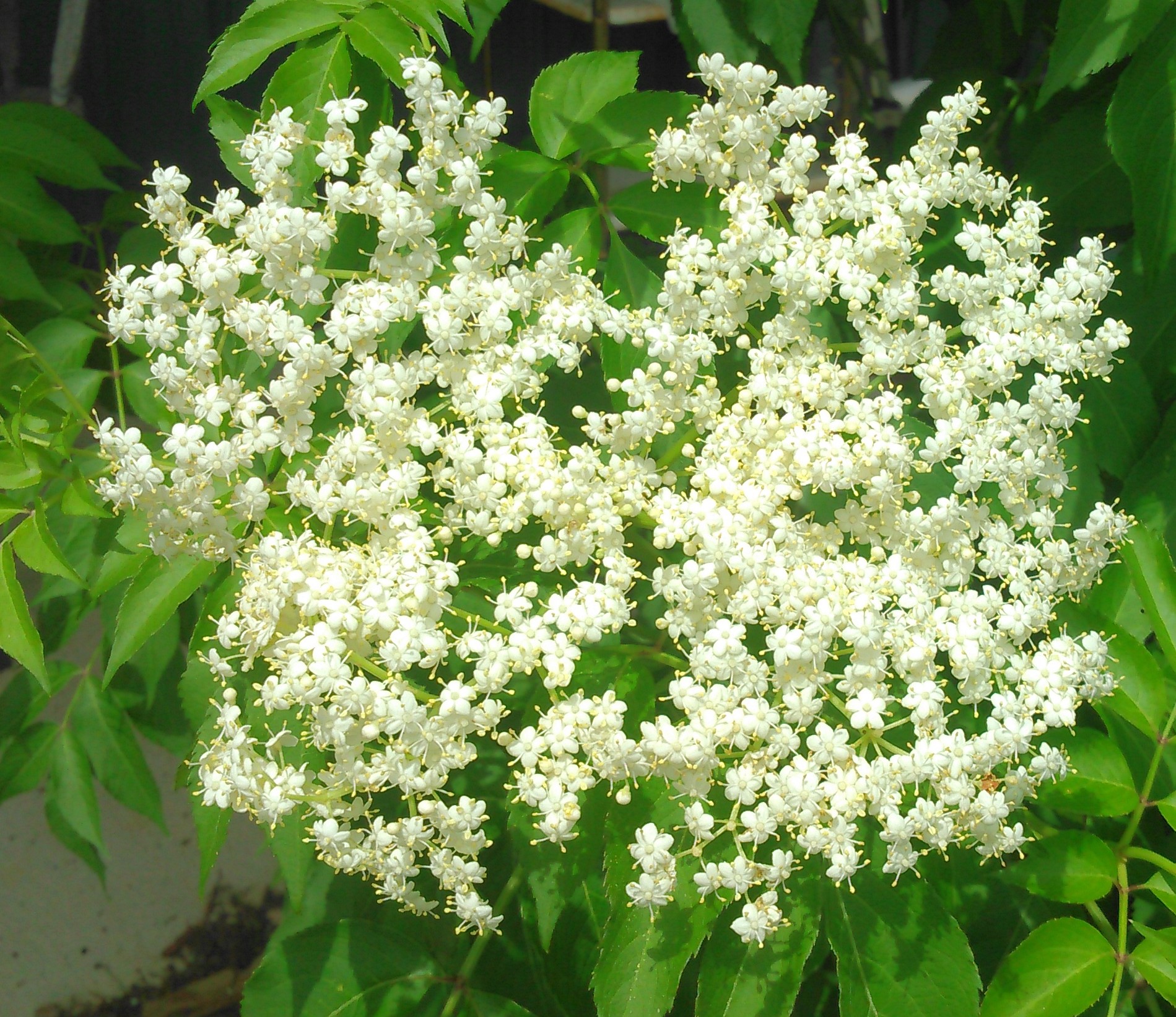 Sambucus canadensis Elderberry Ohio native shrub nursery Riverside