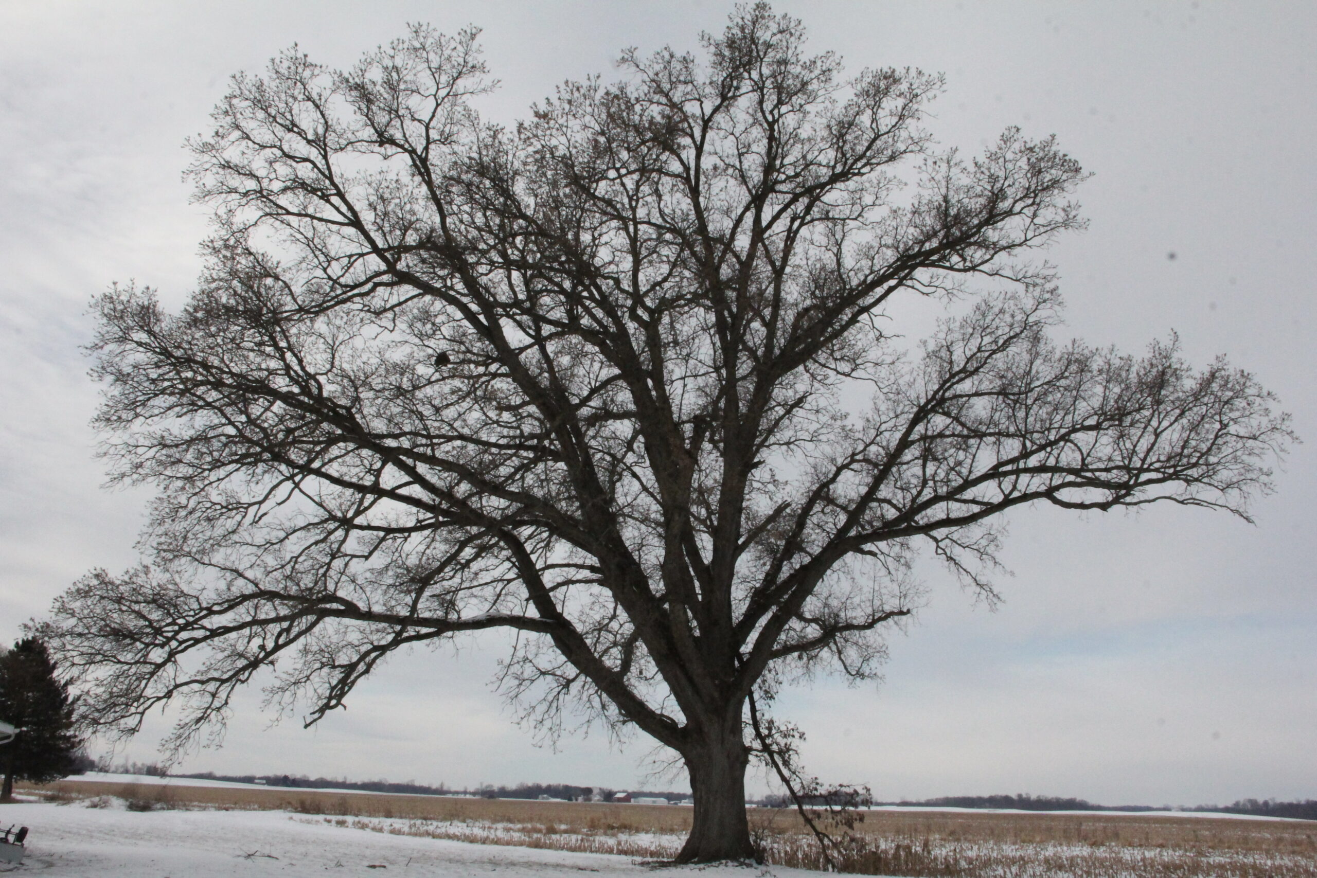 Quercus bicolor Swamp White Oak Hardwood Trees for sale Riverside