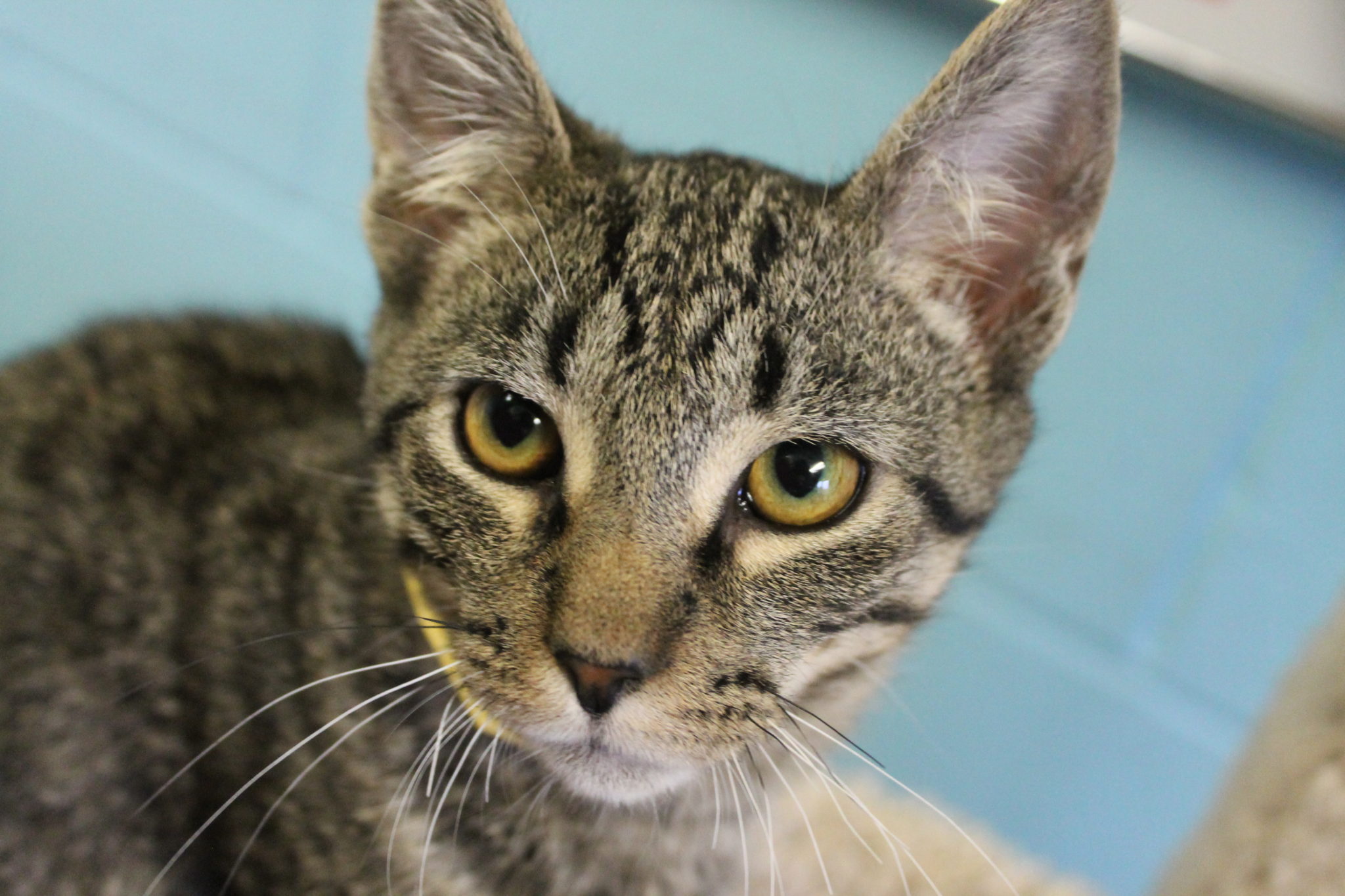 Hemingway Riverside Veterinary Hospital