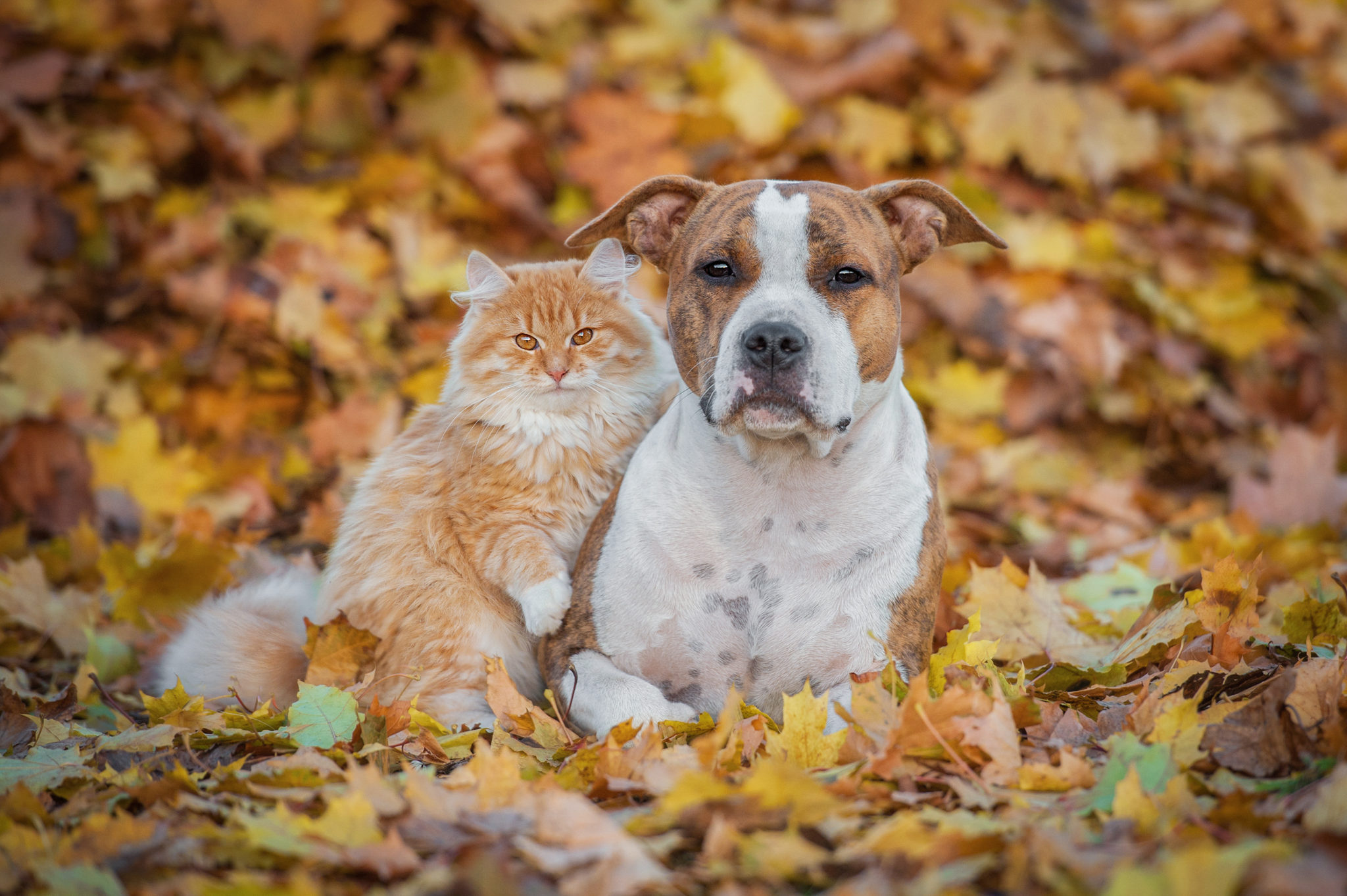 Cat and dog in the leaves in autumn Riverside Veterinary Hospital