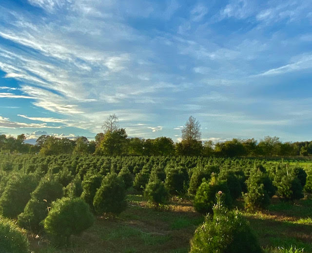 Riverside pines Christmas tree farm “Behold, the Lamb of God, who