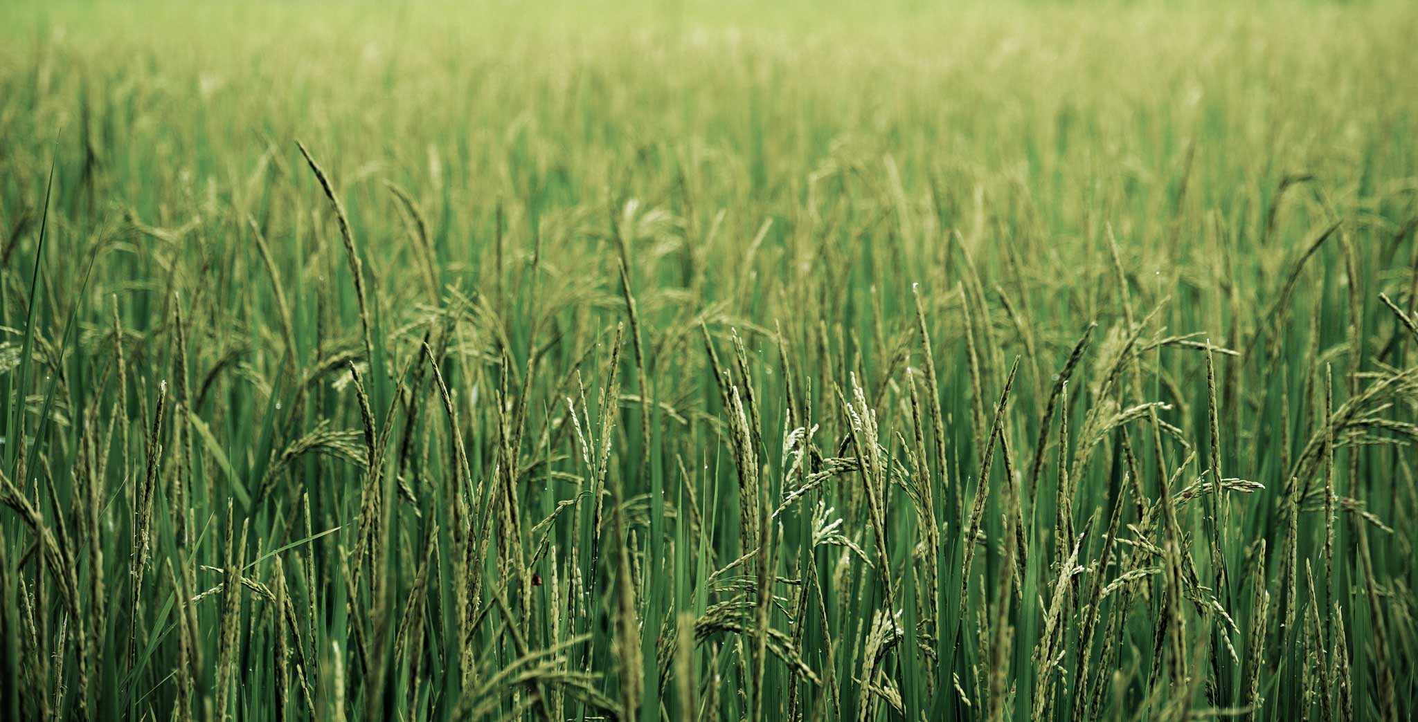 Careers Riverside Rice